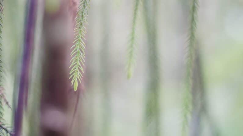 Photo Muscular growth