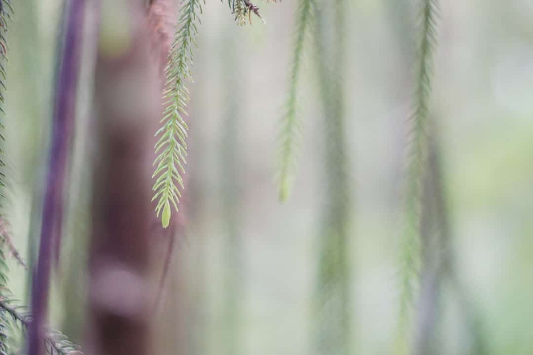 Photo Muscular growth